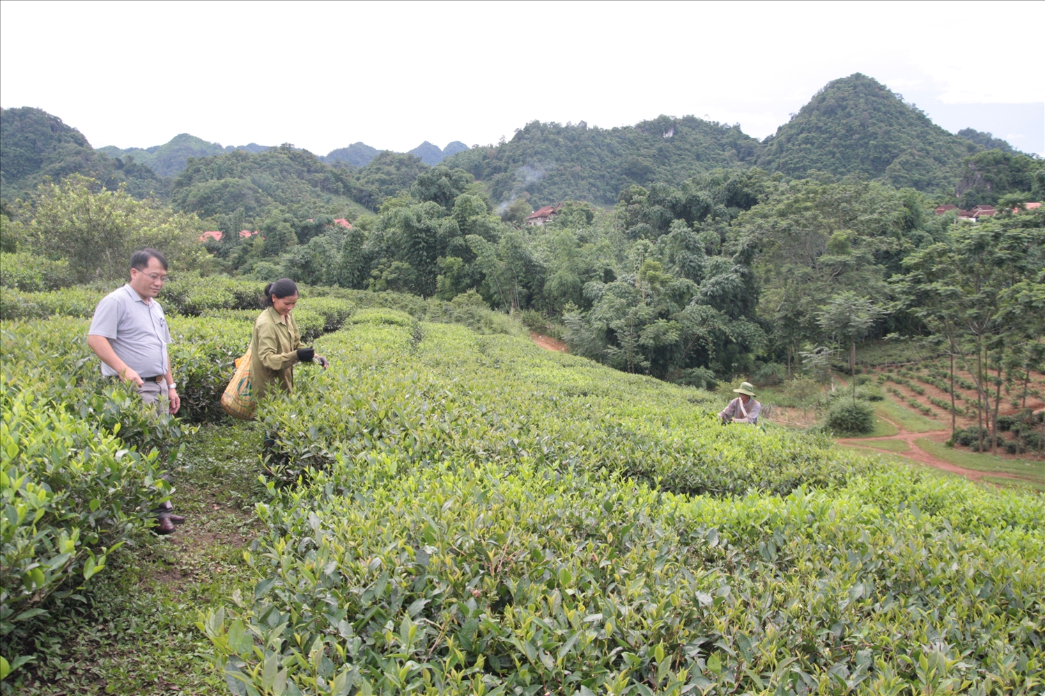 Người dân thu hái chè thủ công ở xã Phỏng Lái, huyện Thuận Châu, Sơn La