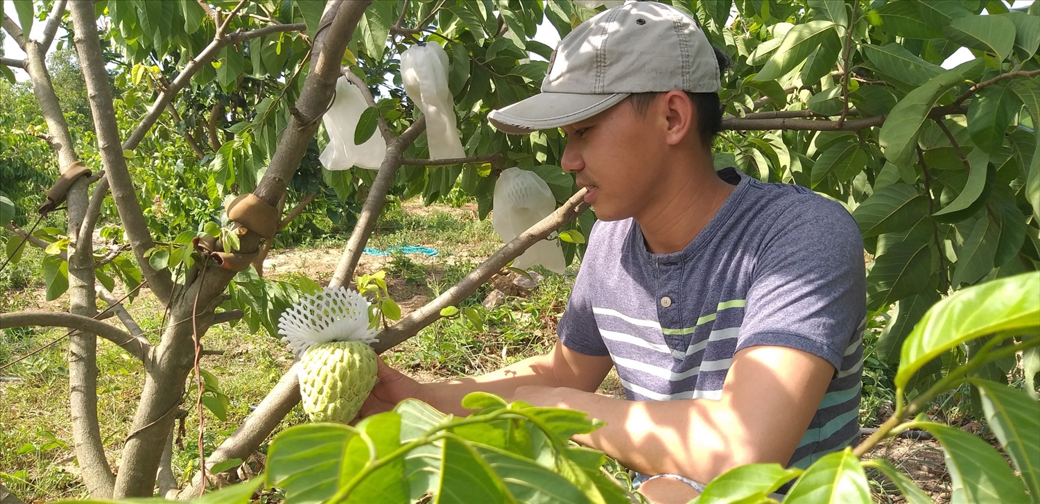 Anh Ngô Đình Minh chăm sóc vườn na Thái