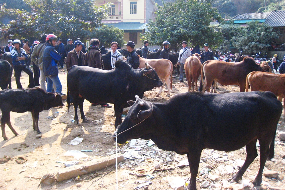 Phiên chợ bò Bảo Lâm thường xuyên được tổ chức tại chợ huyện