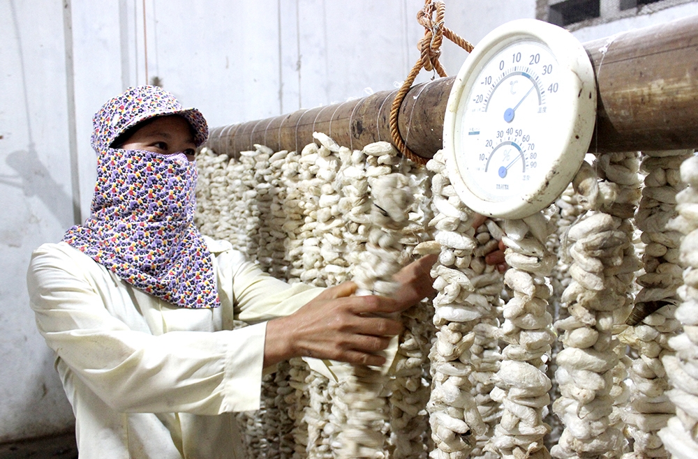 Làng nghề sản xuất trứng tằm và nuôi tằm lá sắn tại Đồng Lương, giúp nông dân giải quyết việc làm, nâng cao thu nhập