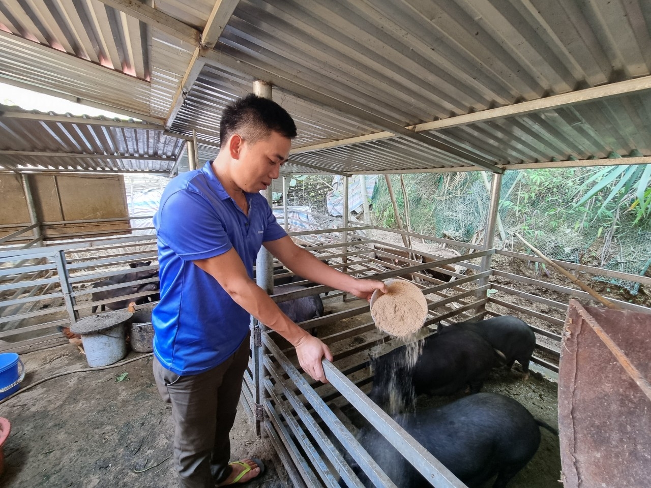 Anh Bình là một hội viên nông dân điển hình của tỉnh Điện Biên thành công với mô hình chăn nuôi tổng hợp