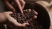 Giá cà phê hôm nay tại các vùng trồng trọng điểm trong khoảng 41.500 - 42.400 đồng/kg.