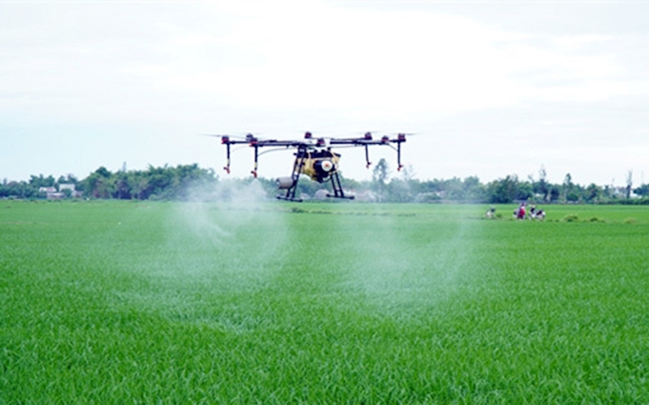 Sử dụng thiết bị bay drone phun thuốc trừ sâu trên cánh đồng Vĩnh Xuân, xã Bình Trung, huyện Thăng Bình (Quảng Nam). Ảnh: THỤY NHI