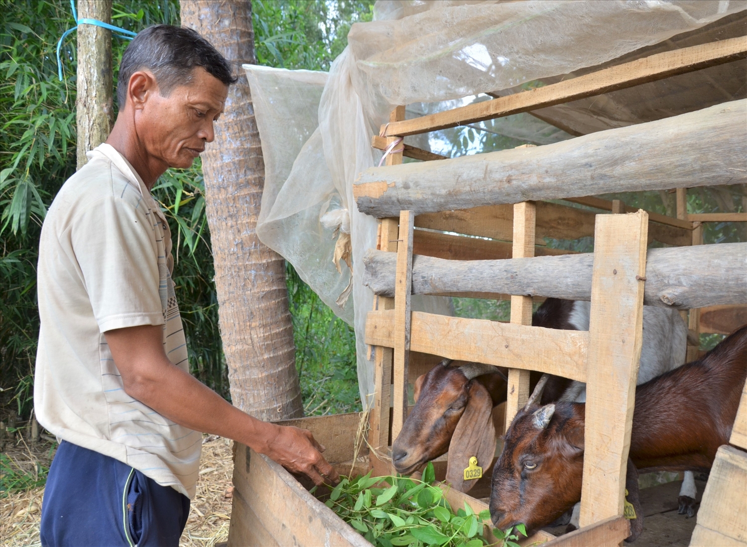 Mô hình nuôi dê từ đồng vốn tín dụng chính sách xã hội của hộ ông Danh Sua, ấp Tân Ðiền, xã Điền Hải (huyện Đông Hải) giúp gia đình thoát nghèo