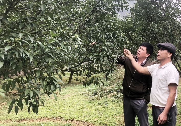 Cán bộ xã Quang Hán, huyện Trùng Khánh (Cao Bằng) hướng dẫn người dân kỹ thuật chăm sóc cây cam