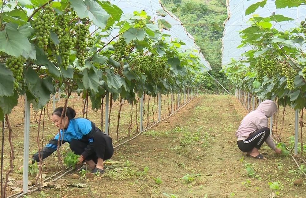 Người dân xã Đức Hồng, huyện Trùng Khánh (Cao Bằng) chăm sóc cây nho đen