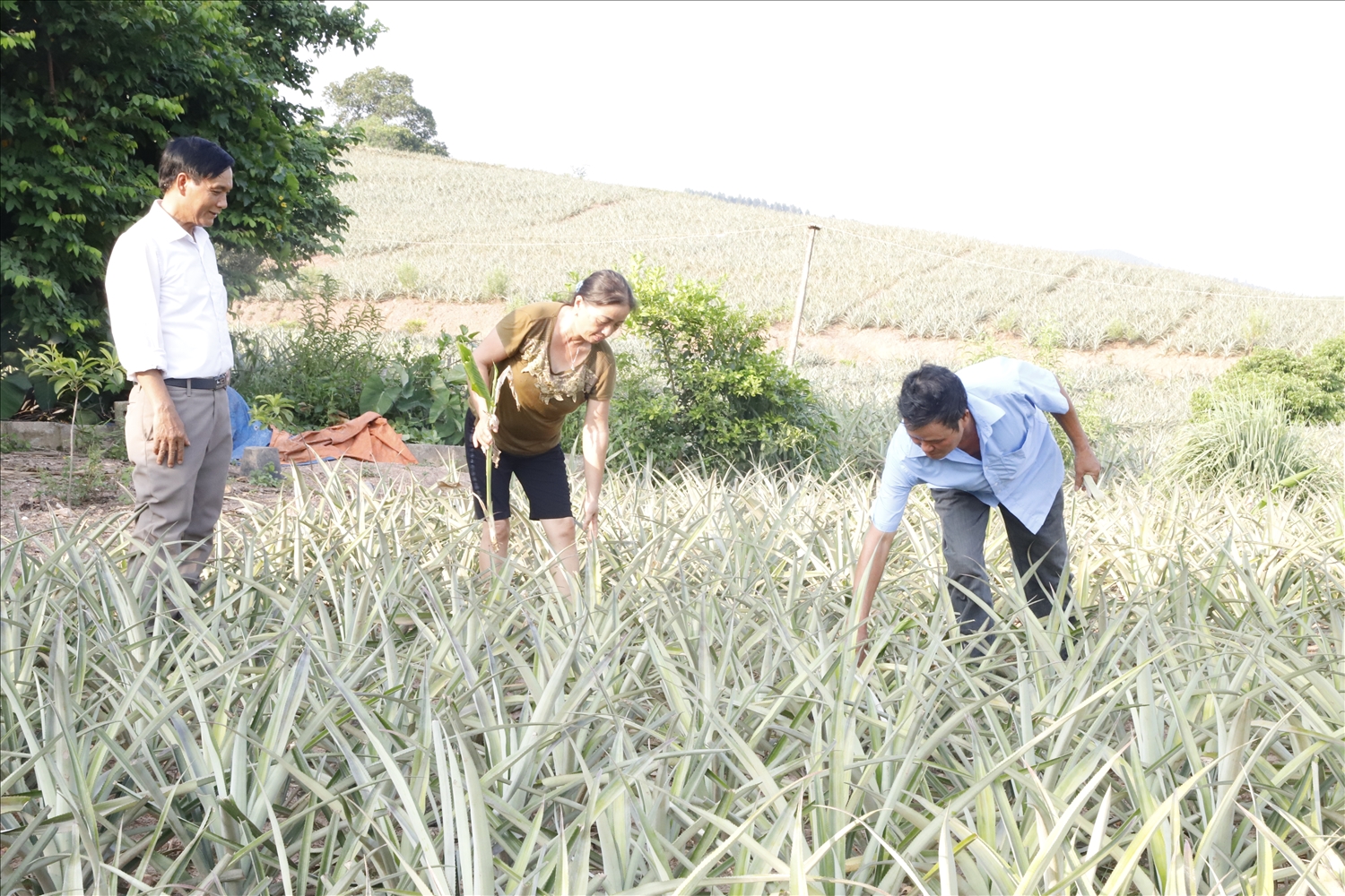 Người dân ở xã Bảo Sơn, Lục Nam, Bắc Giang trồng dứa tập trung theo vùng nguyên liệu