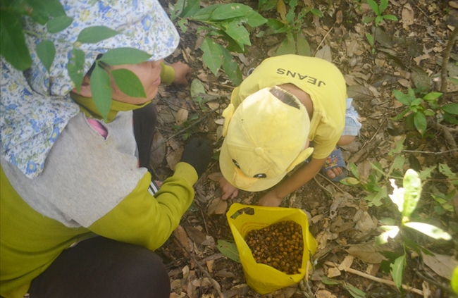 Chị Đặng Thị Mai vẫn tận dụng mùa hạt dẻ rừng để kiếm thêm thu nhập