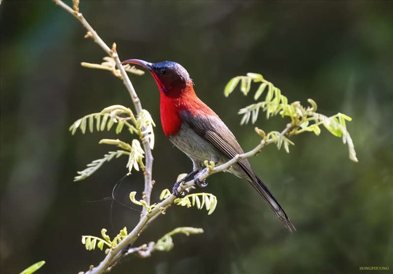 Chim hút mật đỏ tuyệt đẹp ở vùng rừng núi Kon Hà Nừng. Ảnh Tư liệu