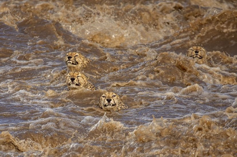 Năm con báo đốm đực, đang tìm cách băng qua con sông này với dòng nước chảy xiết. Buddhismlini de Soyza / TNC Photo Contest 2021