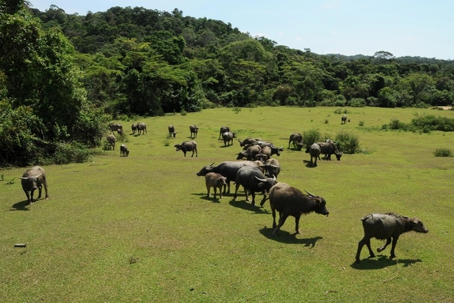Một trại bò của các hộ dân người đồng bào dân tộc BaNa nằm trong vùng lõi Khu dự trữ sinh quyển thế giới cao nguyên Kon Hà Nừng (Ảnh: Ngọc Sơn)
