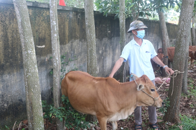 Nhiều lao động hồi hương người DTTS ở huyện niền núi Kỳ Sơn (Nghệ An) đã được trao bò giống để ổn định cuộc sống
