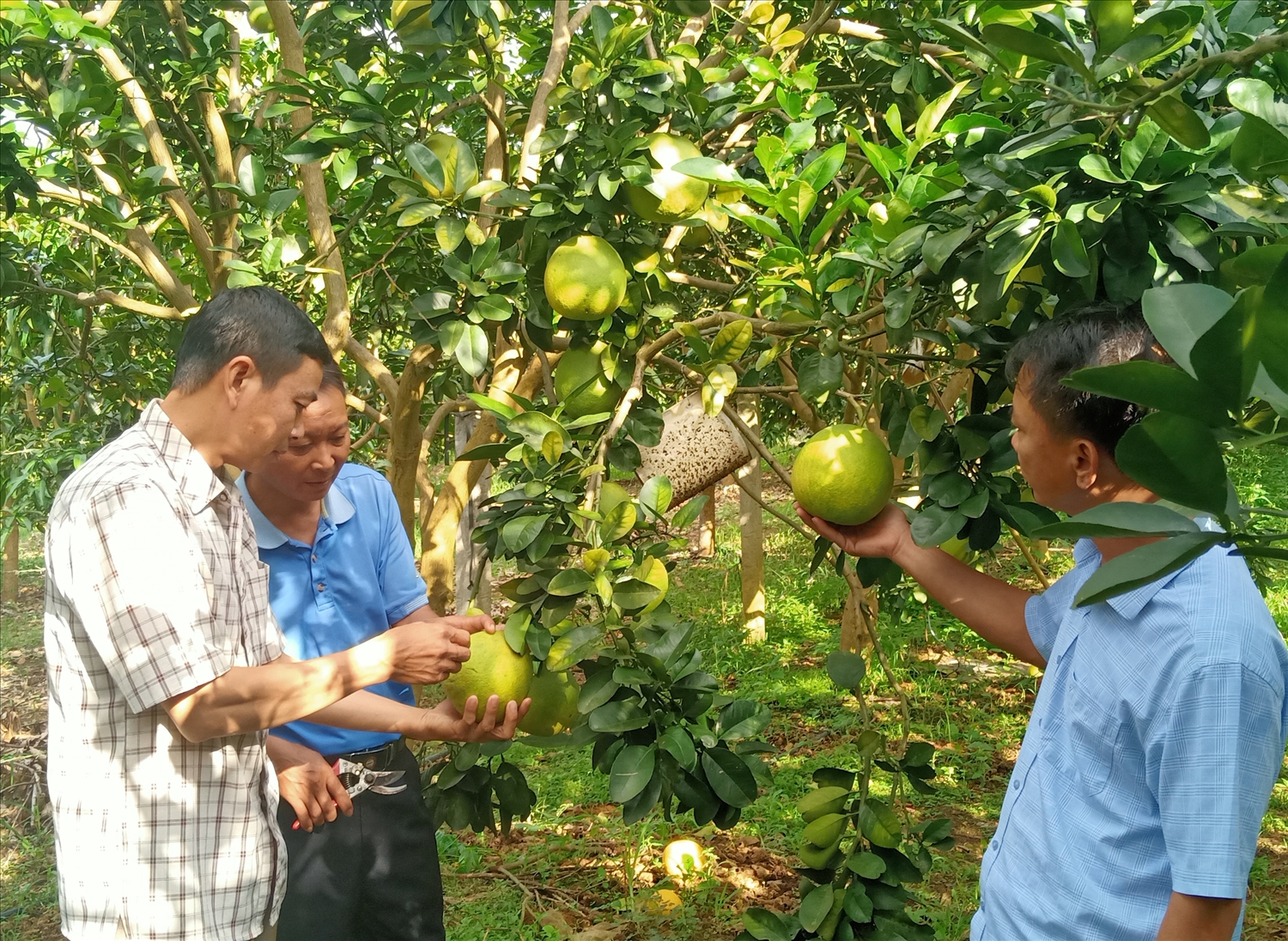 Lãnh đạo xã Hát Lót và cán bộ Phòng nông nghiệp huyện Mai Sơn nắm tình hình tiêu thụ bưởi tại bản Nà Cang, xã Hát Lót.