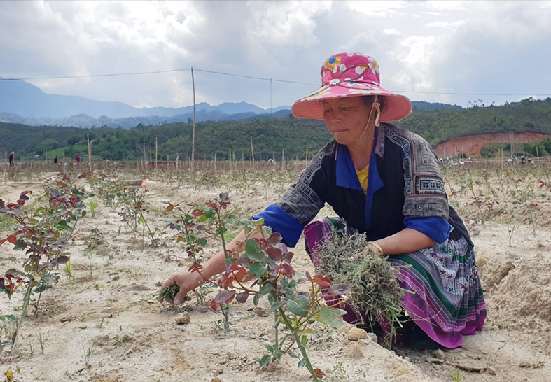 Mô hình trồng hoa hồng ở xã Nậm Khắt mang lại cho bà con nông dân thu nhập cao 