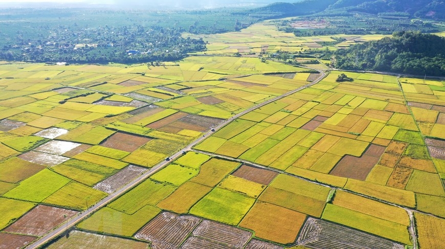 Những ruộng lúa tại huyện Chư Păh (Gia Lai). (Ảnh: Hồng Điệp/TTXVN)