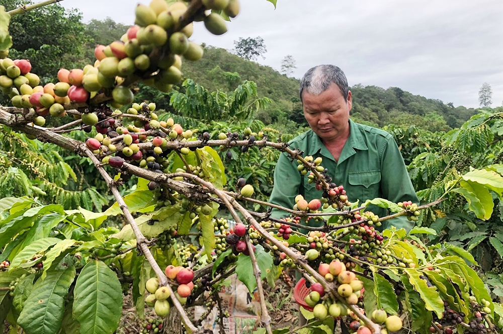 Cà phê Tây Nguyên được mùa, người trồng cần nhân công thu hái
