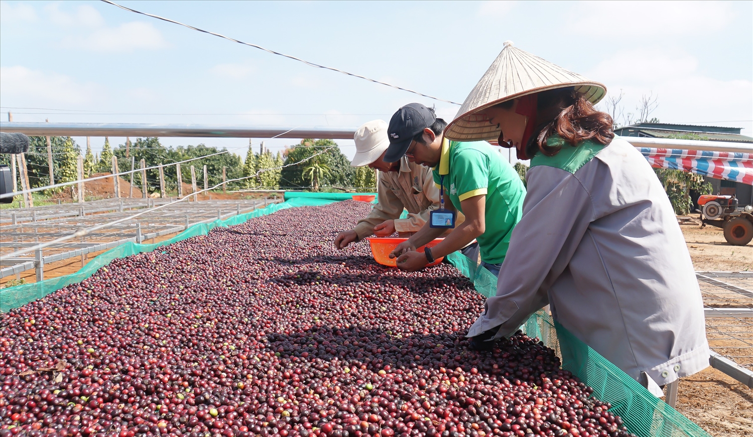 Người lao động làm việc ổn định tại doanh nghiệp sản xuất cà phê