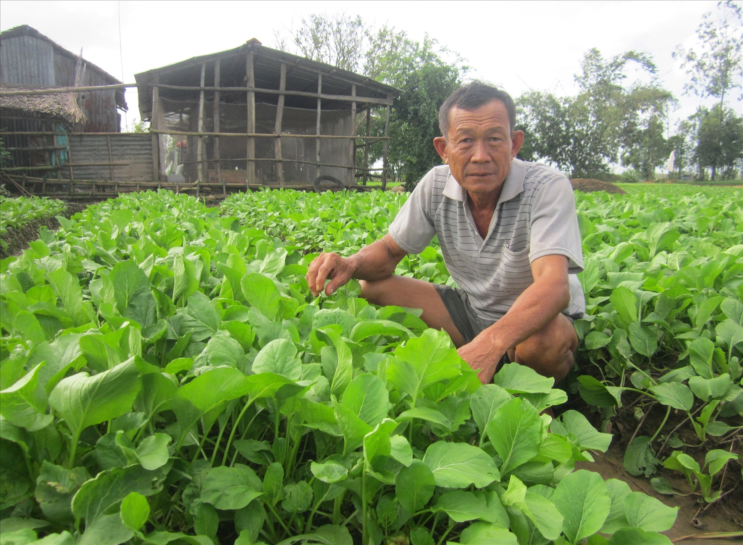 Nhờ chính sách hỗ trợ đất sản xuất, nhiều hộ đồng bào Khmer huyện Long Phú vươn lên thoát nghèo