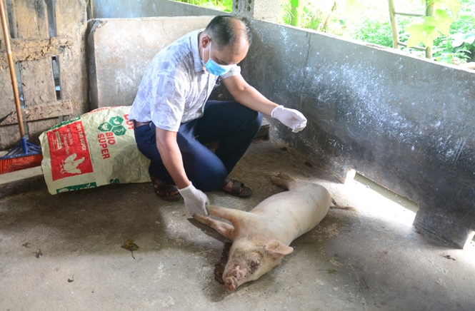 Cán bộ thú y huyện Sơn Dương kiểm tra lợn bị chết dịch