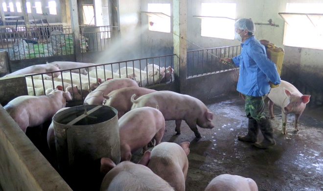 Người dân cần chủ động vệ sinh chuồng trại đề phòng dịch tả lợn châu phi