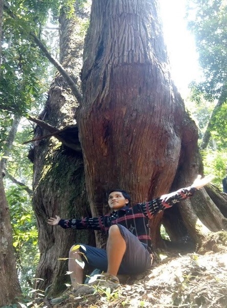 Tác giả bên cây pơmu Voi- Trong khu rừng di sản Pơmu Tây Giang