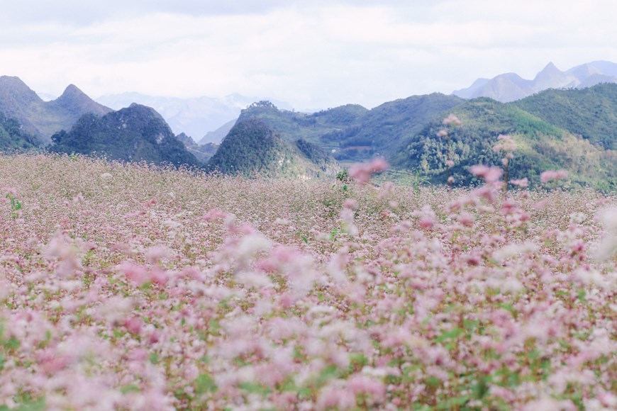 Từ Quản Bạ, Yên Minh đến Mèo Vạc, Đồng Văn, du khách có thể thoải mái ngắm nhìn bạt ngàn thảm hoa uốn lượn theo nương đồi khiến khung cảnh vừa kỳ vĩ vừa thơ mộng. (Ảnh: PV/Vietnam+)
