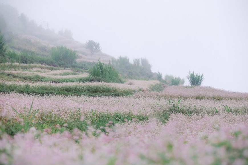 Cảm giác được hòa mình vào khung cảnh bình yên, ngắm những cánh đồng hoa tam giác mạch trong không khí se lạnh của vùng cao khó có thể thay thế được. (Ảnh: PV/Vietnam+)