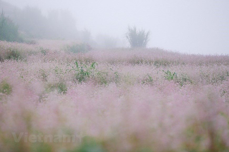 Khung cảnh vùng núi cao được tô điểm những sắc hồng đẹp mơ màng của đồng hoa tam giác mạch. (Ảnh: PV/Vietnam+)