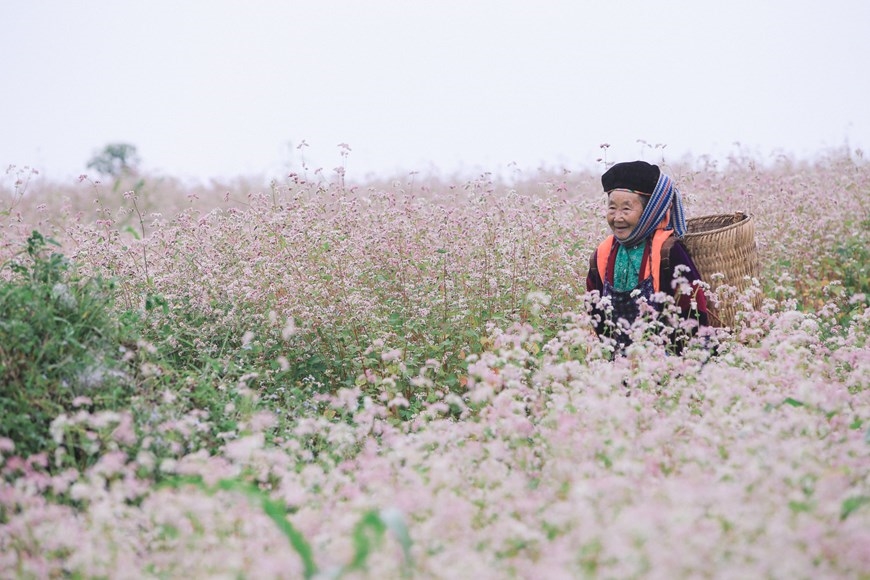 Khác với hoa tam giác mạch ở các nơi khác, ở Hà Giang loại hoa này có màu phơn phớt hồng, mọc thành từng cánh đồng lớn ven đường, thung lũng thậm chí len lỏi trên những vách đá lởm chởm. (Ảnh: PV/Vietnam+)