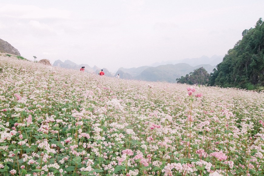 Những năm gần đây, du khách đổ lên Hà Giang quá đông nên người dân bản địa trồng thêm nhiều hoa để mọi người có thể thưởng lãm. (Ảnh: PV/Vietnam+)