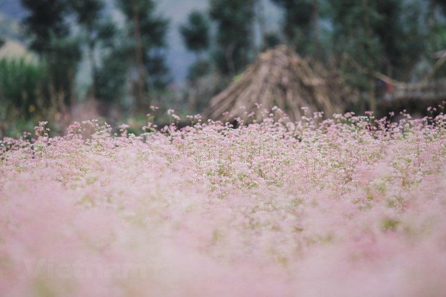 Giữa không gian mênh mông của núi rừng, những thảm hoa màu hồng màu tím trải dài bất tận khắp thung lũng, sườn đồi hòa trong thời tiết se lạnh. (Ảnh: PV/Vietnam+)