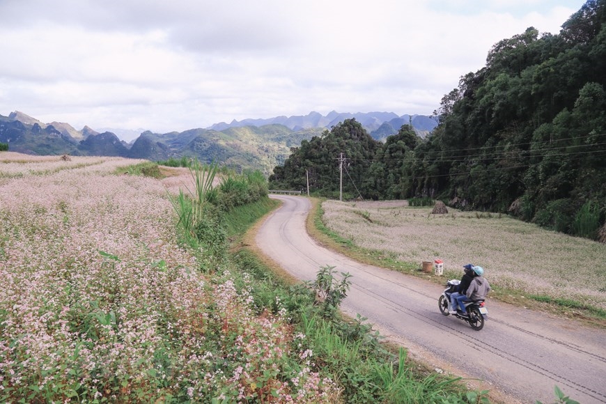 Những tháng cuối năm, mảnh đất Hà Giang trở nên thơ mộng hơn với những cánh đồng hoa tam giác mạch nở hồng rực trong nắng. (Ảnh: PV/Vietnam+)