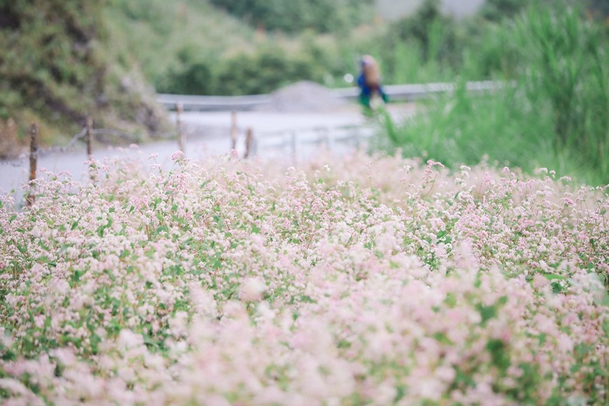Ngắm một Hà Giang đẹp rực rỡ khi bước vào mùa hoa tam giác mạch | Báo Dân  tộc và Phát triển