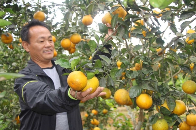 Những vườn cam ở Vũ Quang đang vào độ thu hoạch