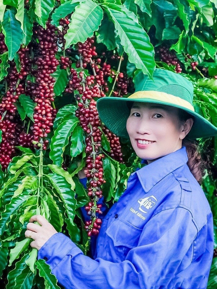 Chị Nguyễn Thị Thanh Xuân bên vườn cà phê chuẩn bị thu hoạch