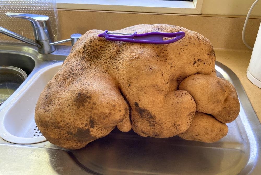 Cận cảnh củ khoai tây Doug nặng 7,9kg ở New Zealand