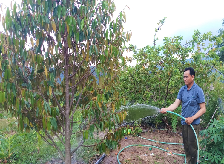 Anh Bàn Nguyên An sử dụng dòng nước tự chảy để tưới cây ăn trái (Ảnh Thanh Quyền)