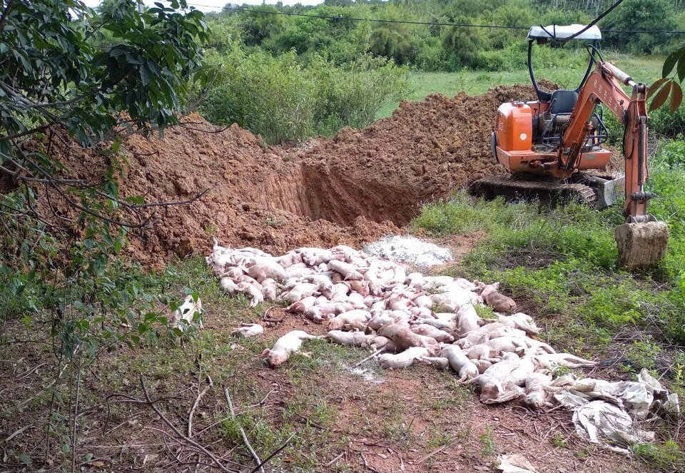 Tiêu hủy lợn bị dịch tả châu Phi ở huyện Cư Jút, Đắk Nông