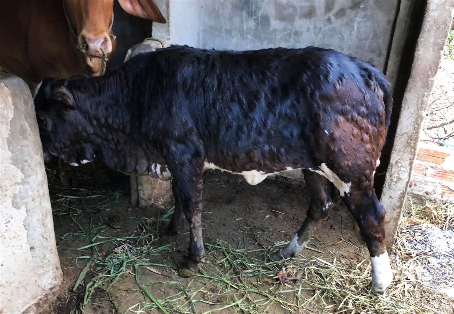 Bệnh viêm da nổi cục trên trâu bò tại hộ gia đình ở Đắk Lắk