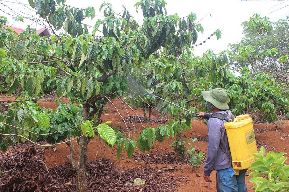 Nông dân Tây Nguyên phun thuốc, chăm sóc cho cây cà phê (Ảnh BĐN)