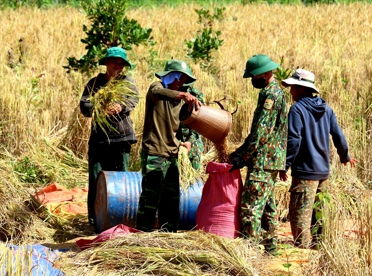 Với diện tích 5 sào lúa người dân đổi công và cán bộ, chiến sĩ đã gặt xong lúa cho nhà chị Rah Lan Psa.