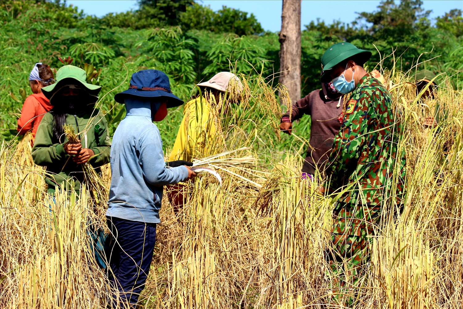 Hầu hết các công đoạn gặt lúa đều bằng phương thức thủ công 