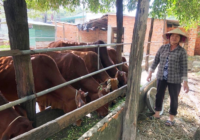 Nhiều nông dân huyện Cư Jút, tỉnh Đắk Nông thoát nghèo, kinh tế khá từ chăn nuôi bò