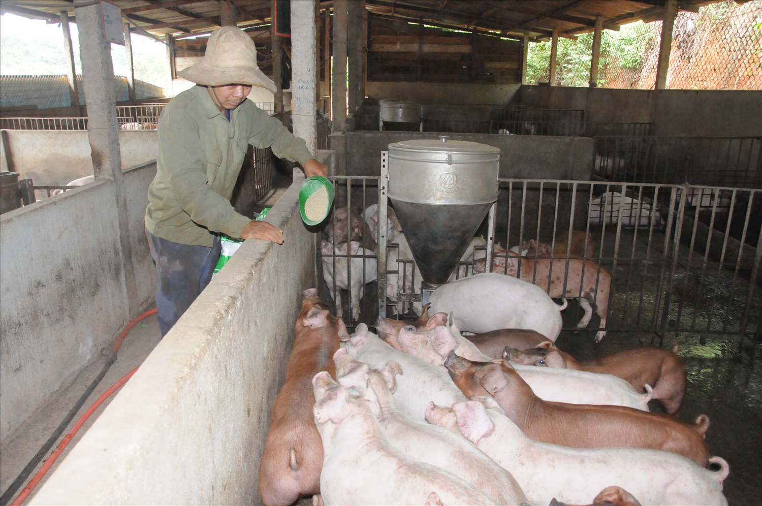 Nông hộ đang dần chuyển hướng chăn nuôi theo tiêu chuẩn an toàn sinh học