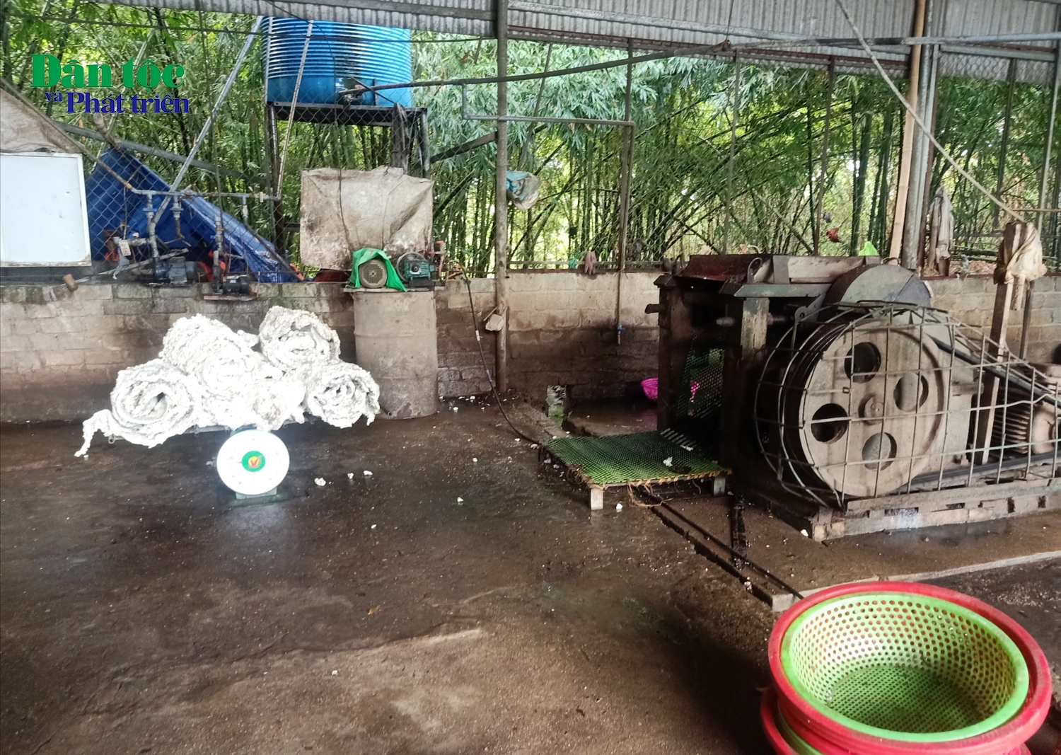 Cơ sở thu mua, chế biến mủ cao su của hộ gia đình bà Nguyễn Thị Hằng