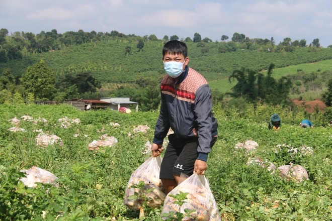 Anh Nguyễn Văn Kiều, ở bon R'bút, xã Quảng Sơn, huyện Đắk Glong (Đăk Lăk) tặng củ cải trắng cho người dân vùng dịch
