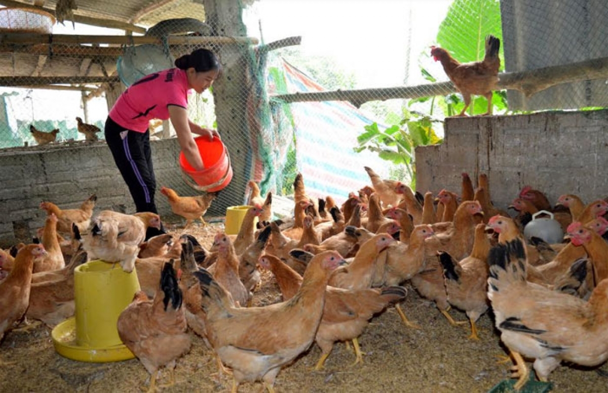 Mô hình nuôi gà đẻ trứng ở Yên Bái (Ảnh: BYB)