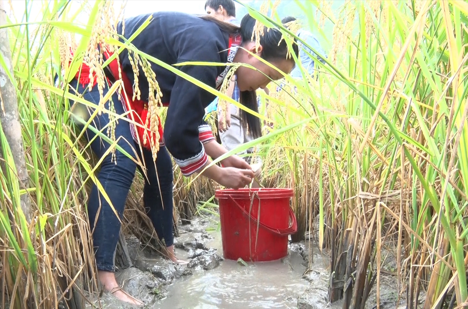 Người Dao ở xã Đồng Yên, huyện Bắc Quang, tỉnh Hà Giang thu hoạch cá trong ruộng lúa
