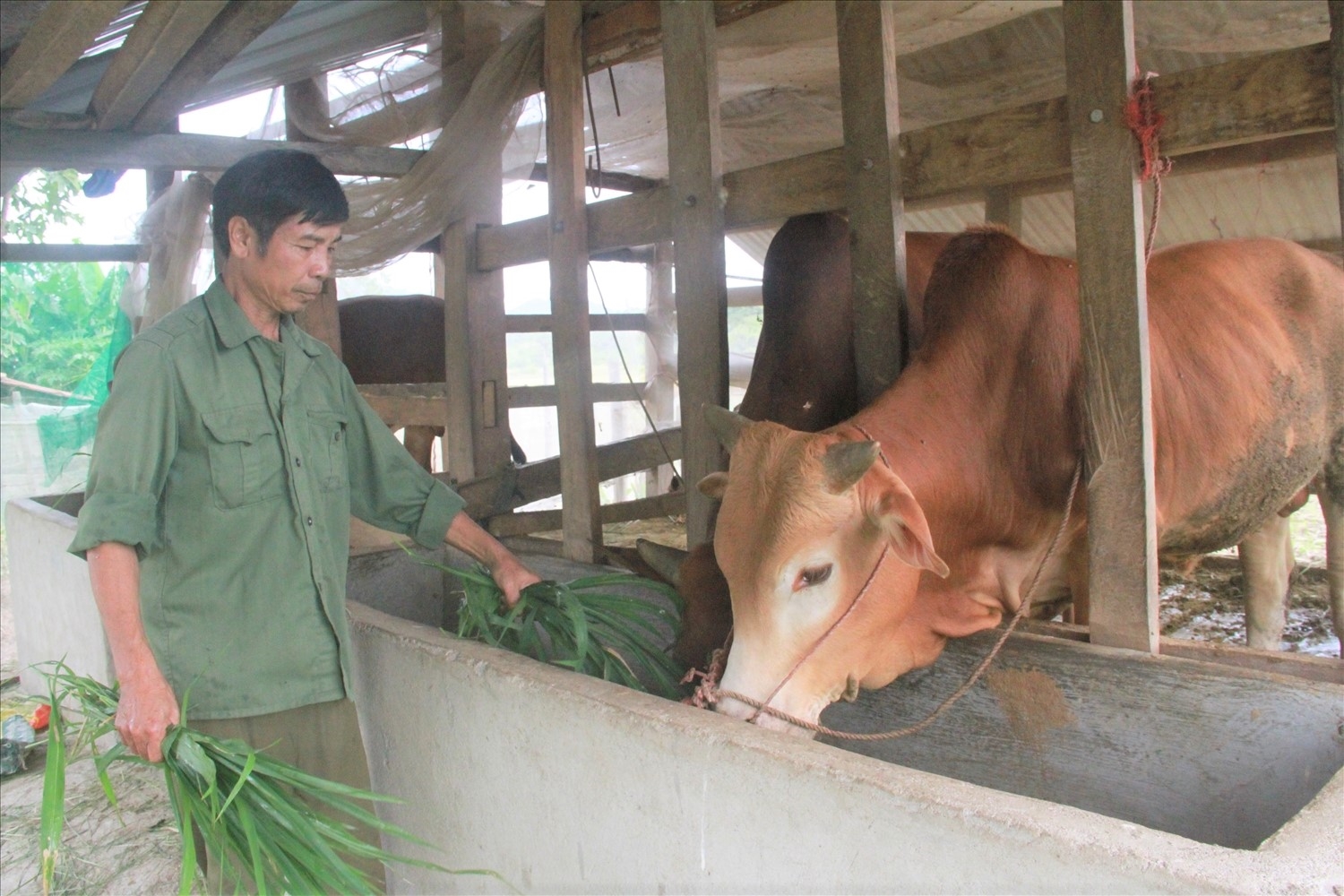 Từ các chương trình đầu tư, hỗ trợ về cây-con giống, đồng bào các DTTS ở Đắk Lắk đã nỗ lực vươn lên thoát nghèo, làm giàu
