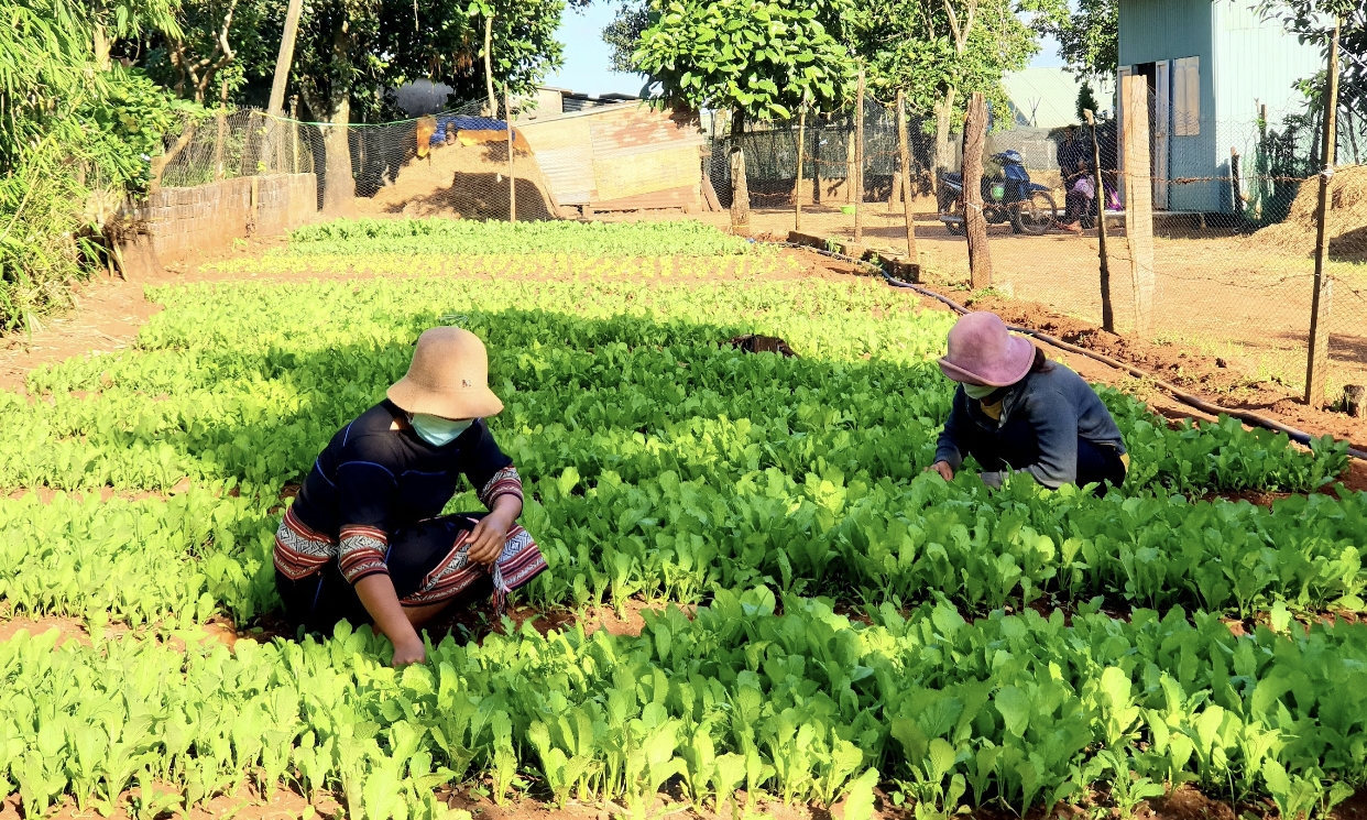 Chị em hội viên Hội LHPN phường Thắng Lợi trồng rau sạch để bán trên Facebook vào mùa dịch Covid-19